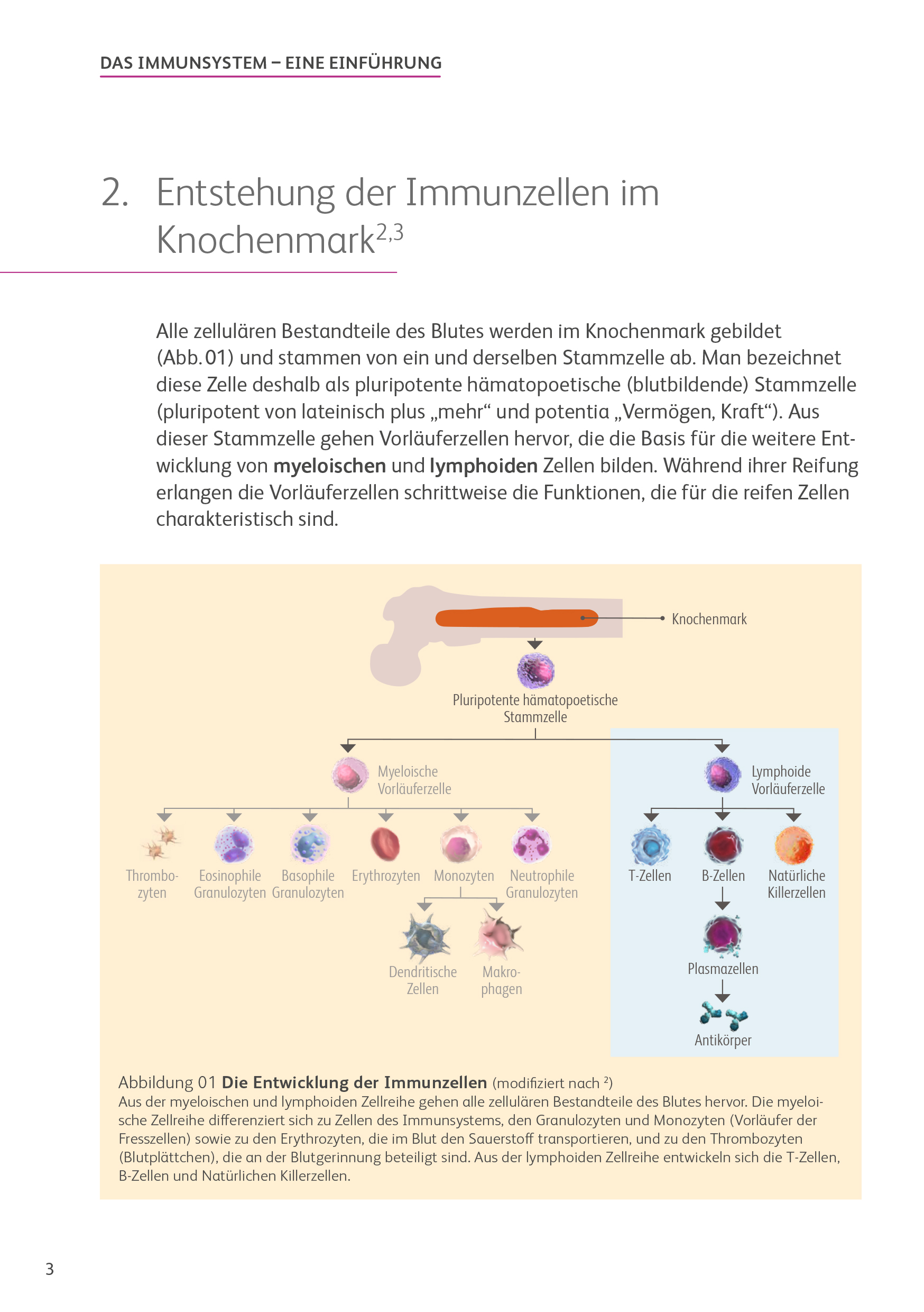 Vorschaubild PDF Immunsystem Übersicht