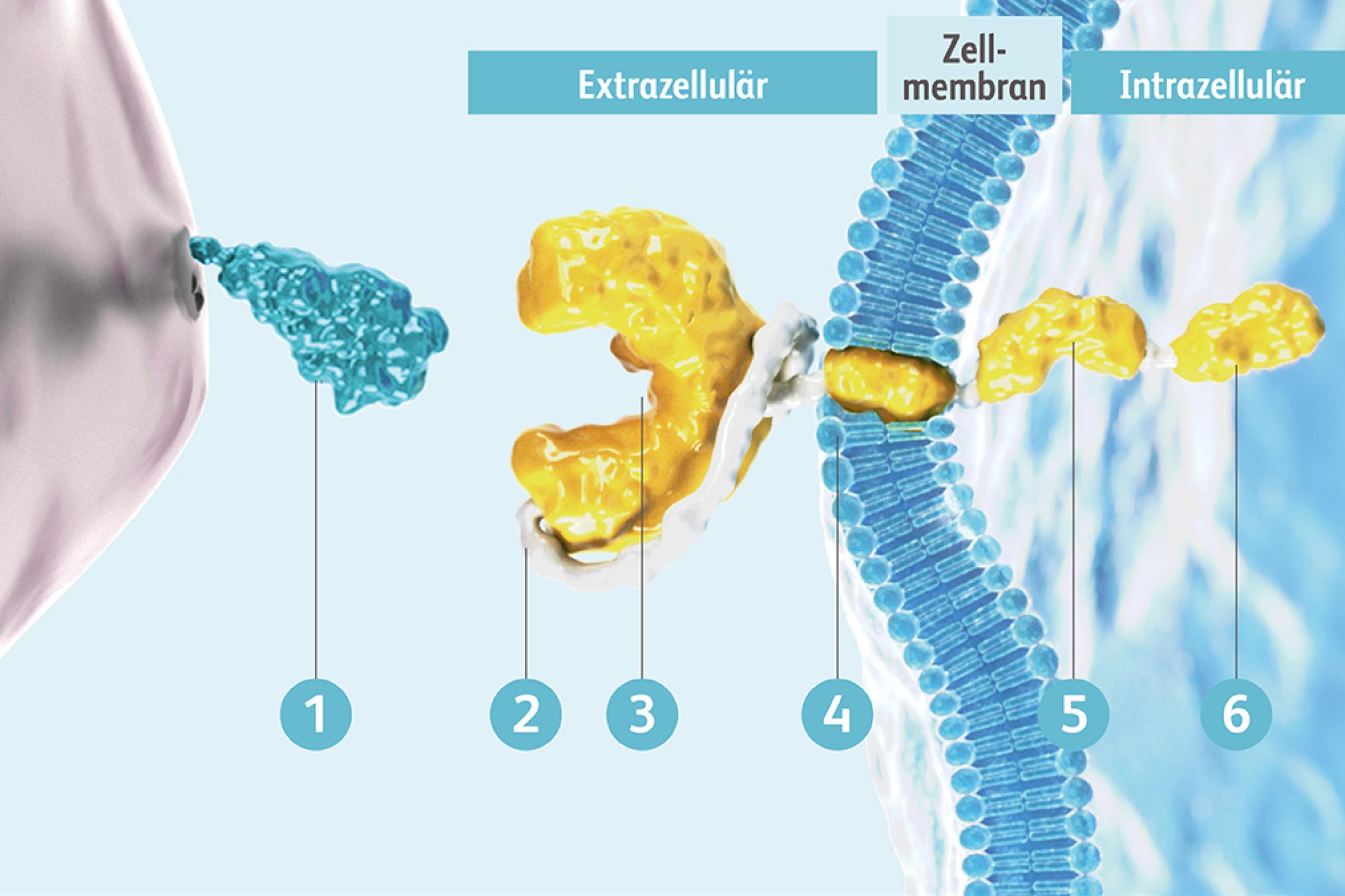 Schaubild Aufbau Chimärer Antigenrezeptor (CAR)