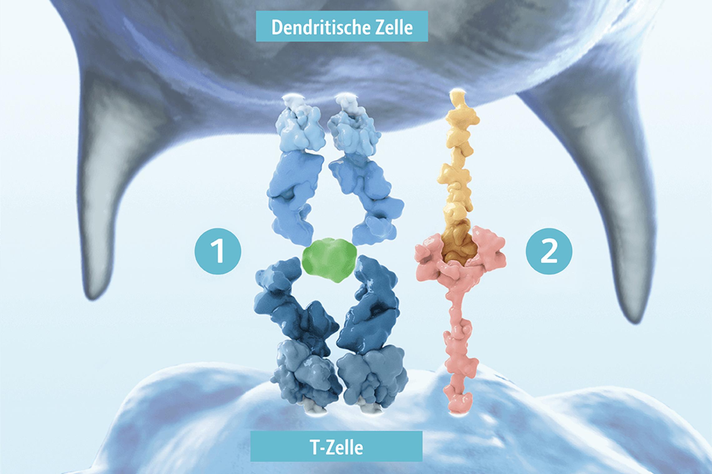 Schaubild Bereitstellung von zwei Signalen durch eine dendritische Zelle zur Aktivierung von T-Zellen