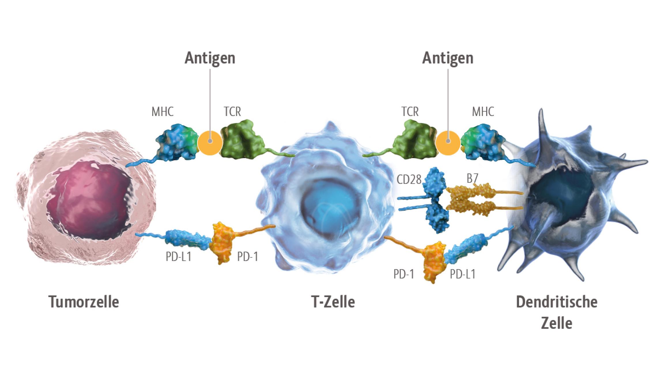 Schaubild Bindung PD-L1 Ligand durch PD-1-Rezeptor