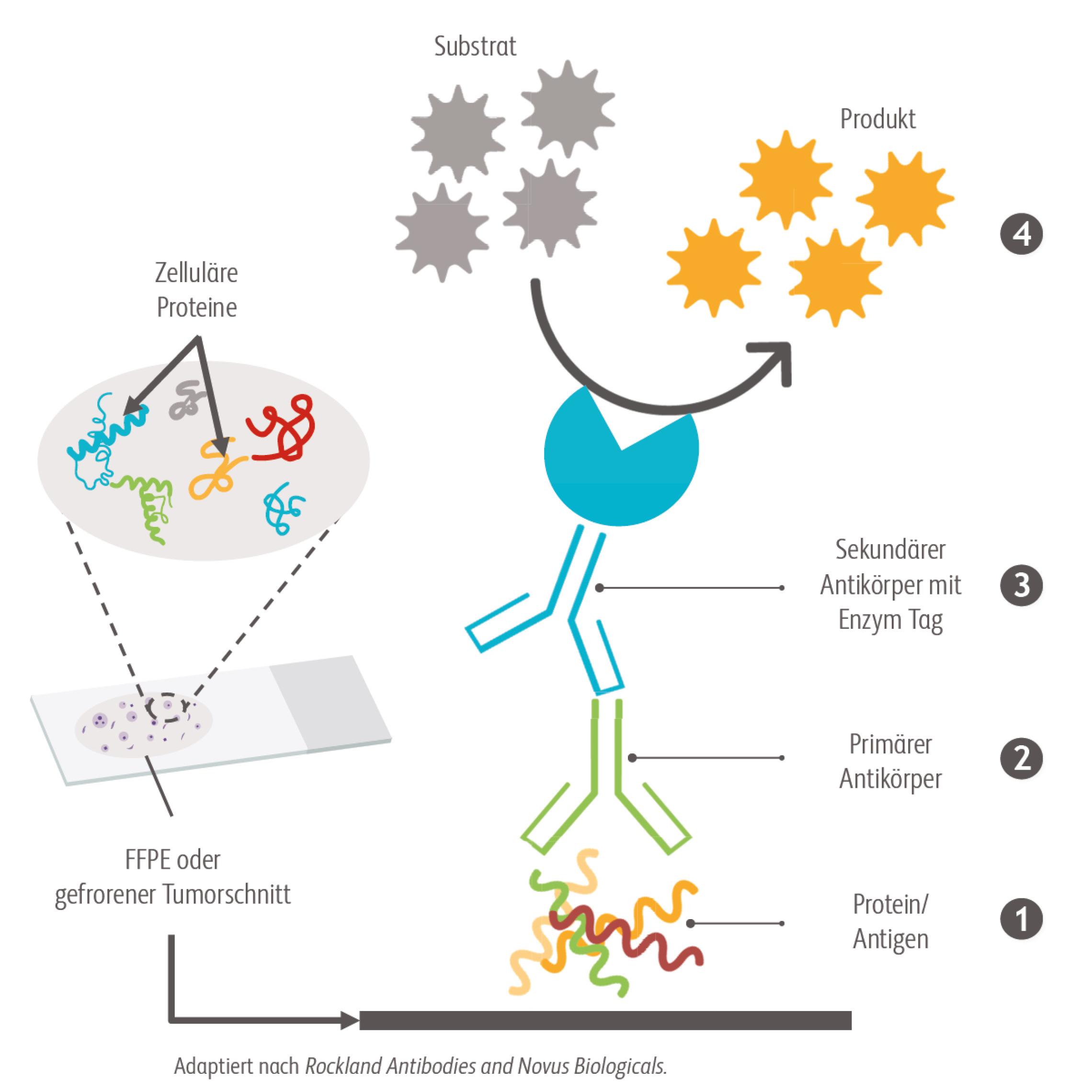 Schaubild PD-L1 in Tumorgewebe immunhistochemisches Nachweisverfahren